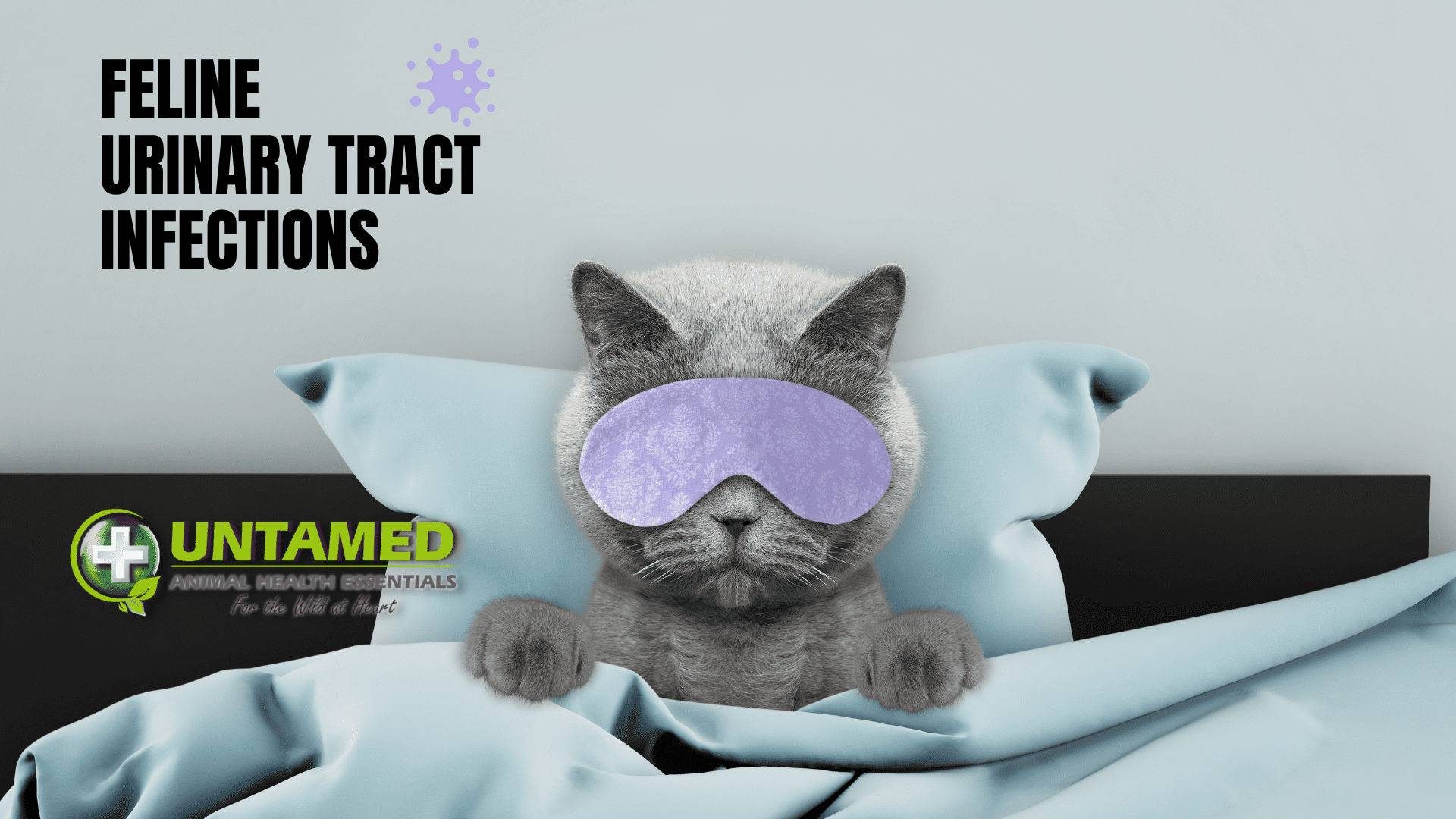 An application scenario or product detail of preventing urinary tract infections in cats - Image 21