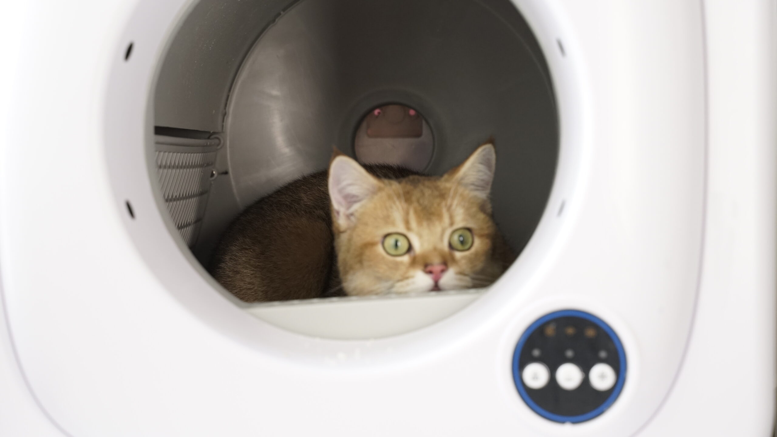 An application scenario or product detail of preventing uti in cats - Image 24