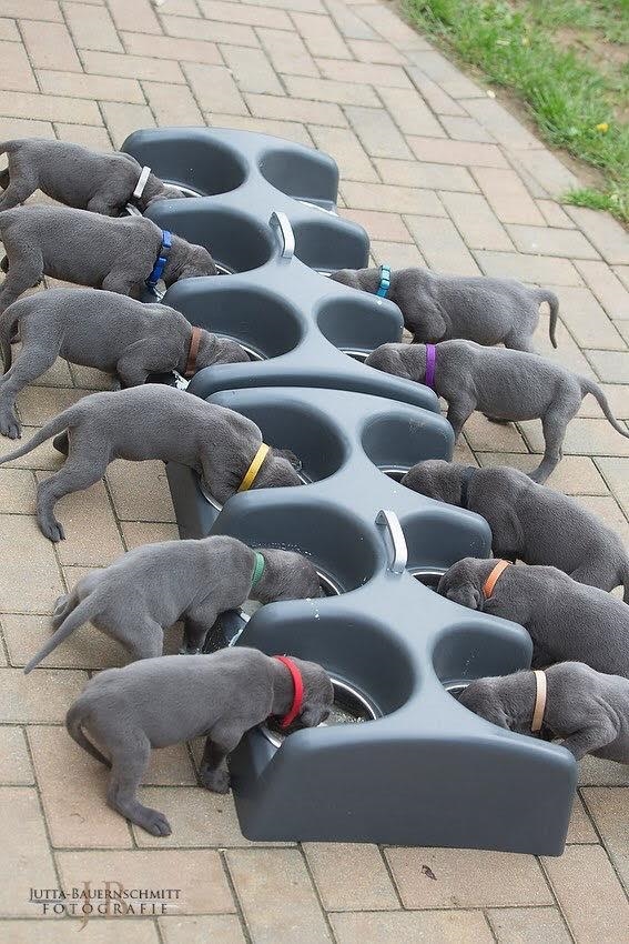 An application scenario or product detail of puppy feeders - Image 11