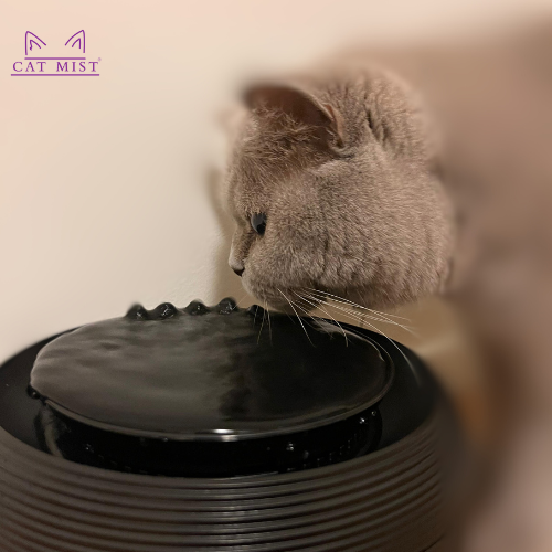 An application scenario or product detail of quiet cat water fountain - Image 19