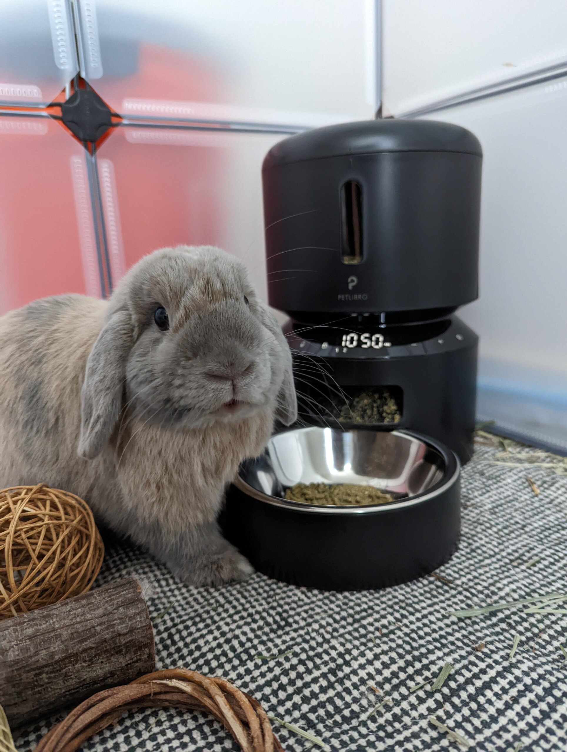An application scenario or product detail of rabbit auto feeder - Image 5