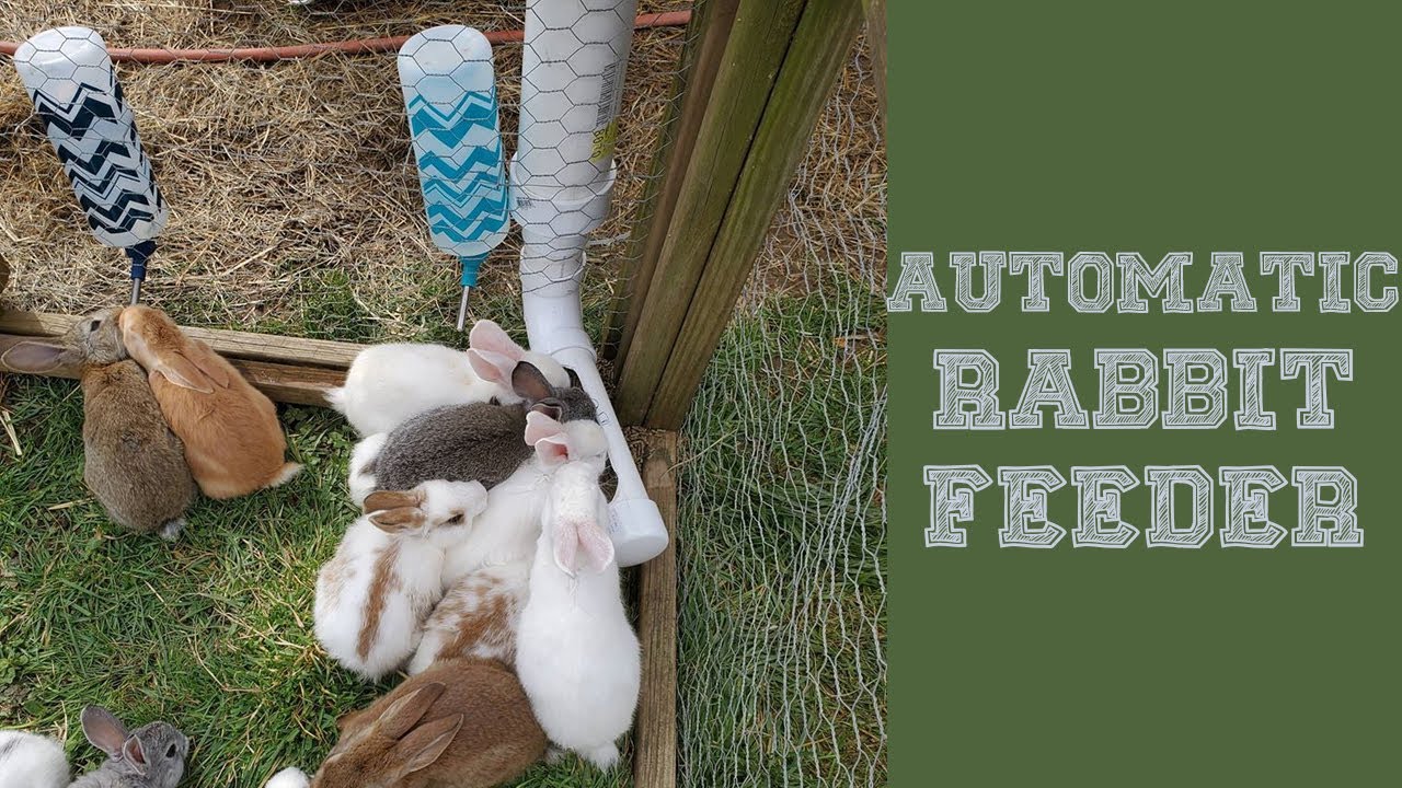 An application scenario or product detail of rabbit auto feeder - Image 15
