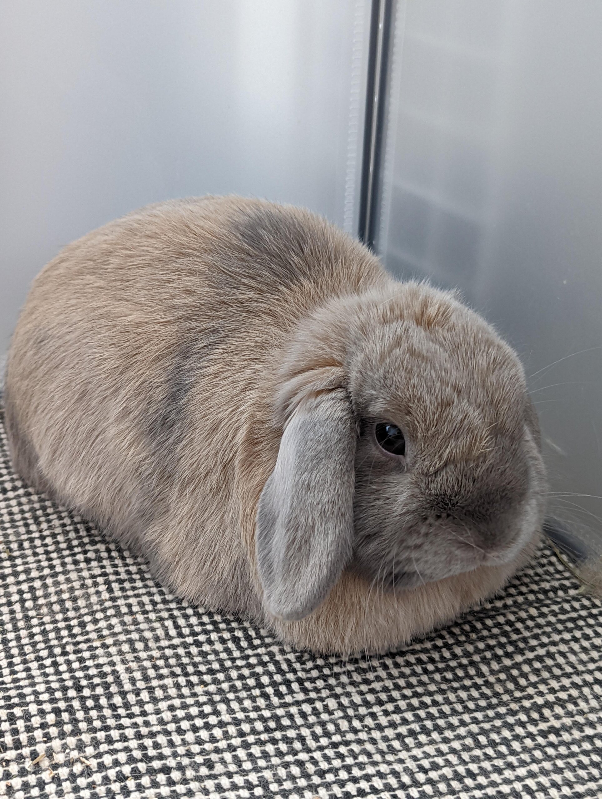 An application scenario or product detail of rabbit auto feeder - Image 22