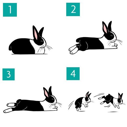 An application scenario or product detail of rabbit body language pictures - Image 3