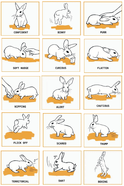 An application scenario or product detail of rabbit body language pictures - Image 5