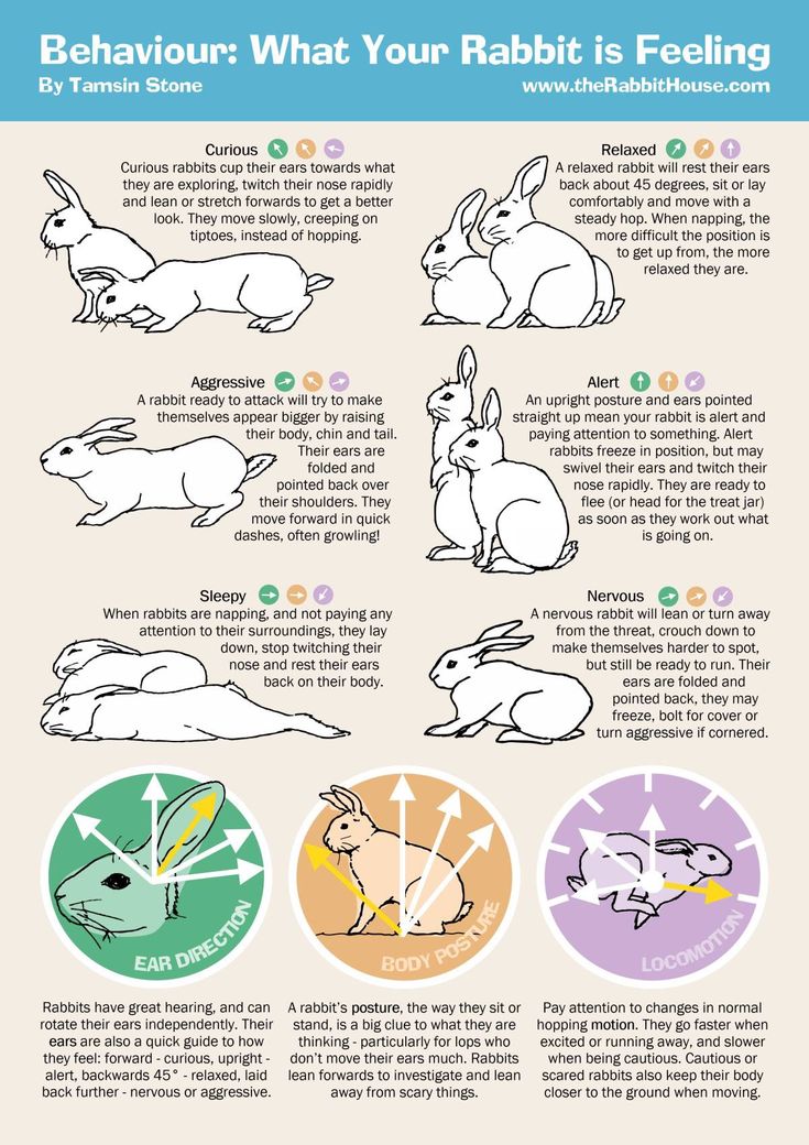 An application scenario or product detail of rabbit body language pictures - Image 6