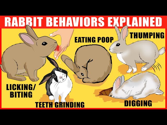 An application scenario or product detail of rabbit body language pictures - Image 14