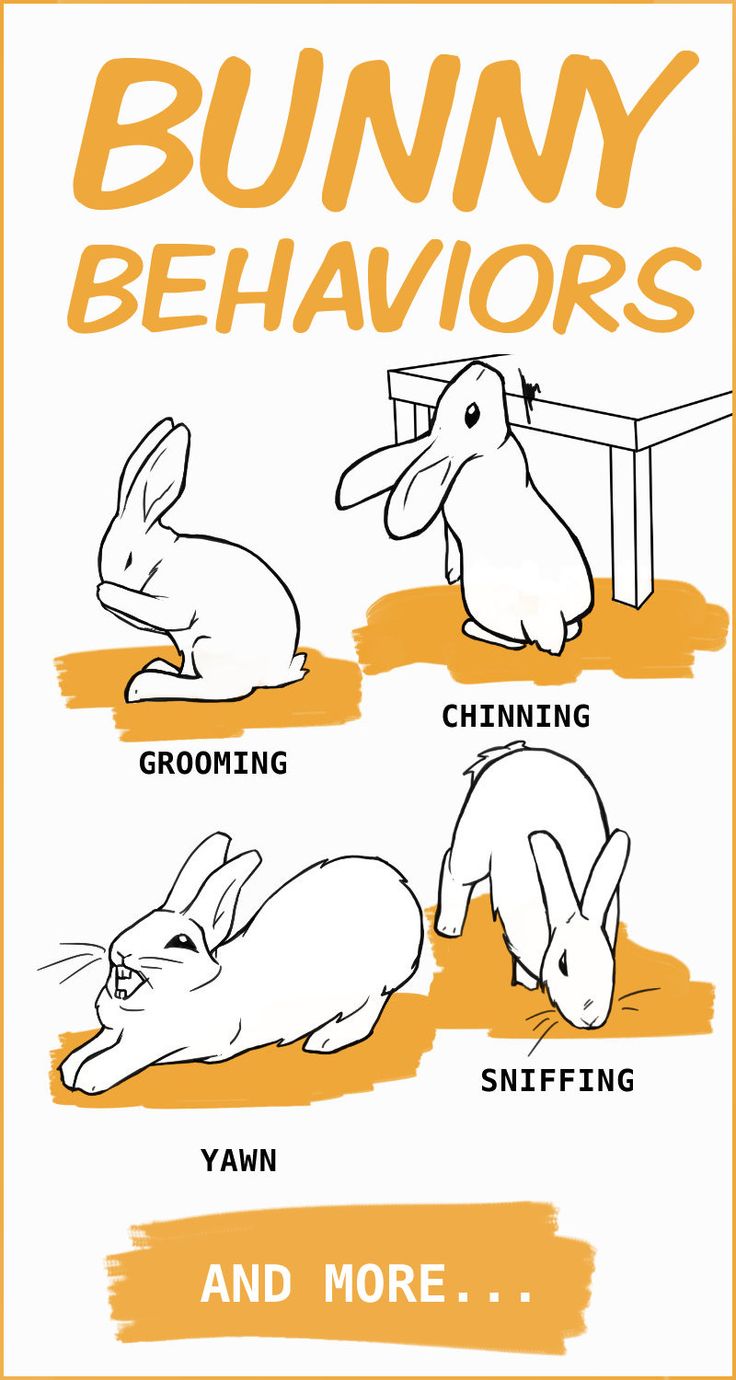 An application scenario or product detail of rabbit body language pictures - Image 15