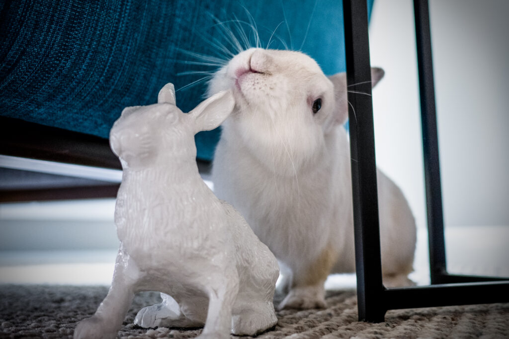 An application scenario or product detail of rabbit body language pictures - Image 20