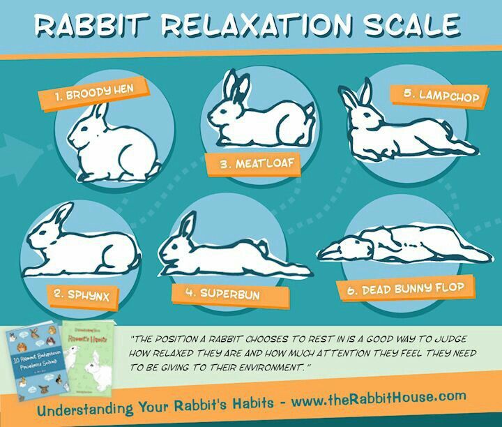 An application scenario or product detail of rabbit body language pictures - Image 23