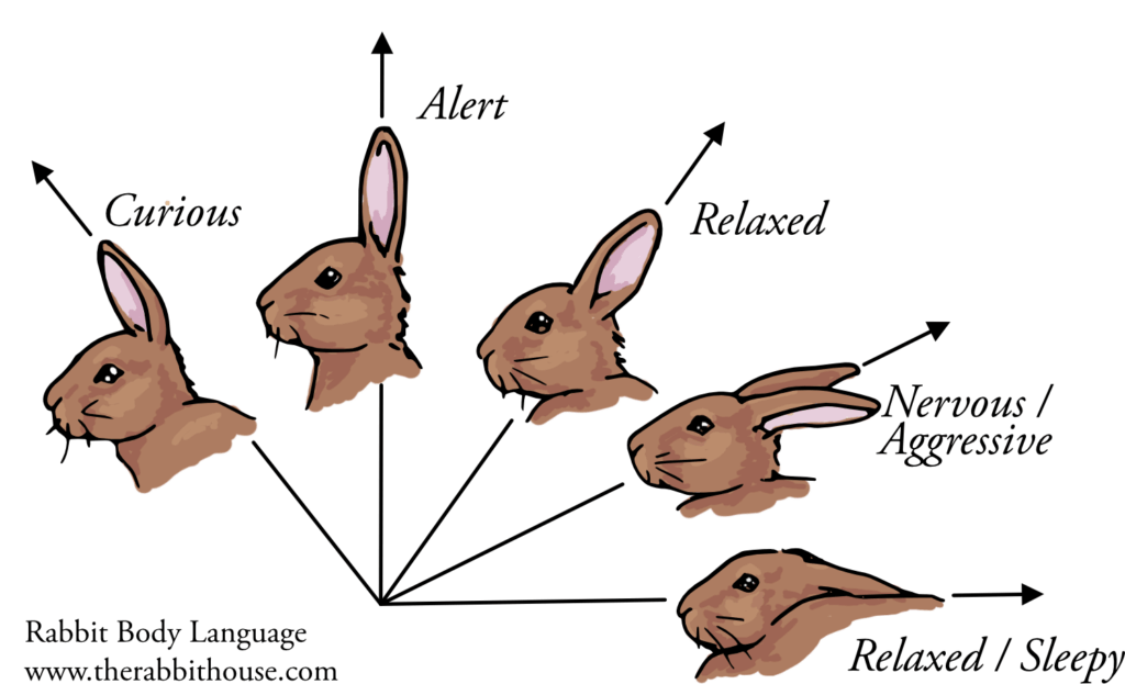 Featured image for the rabbit body language pictures guide