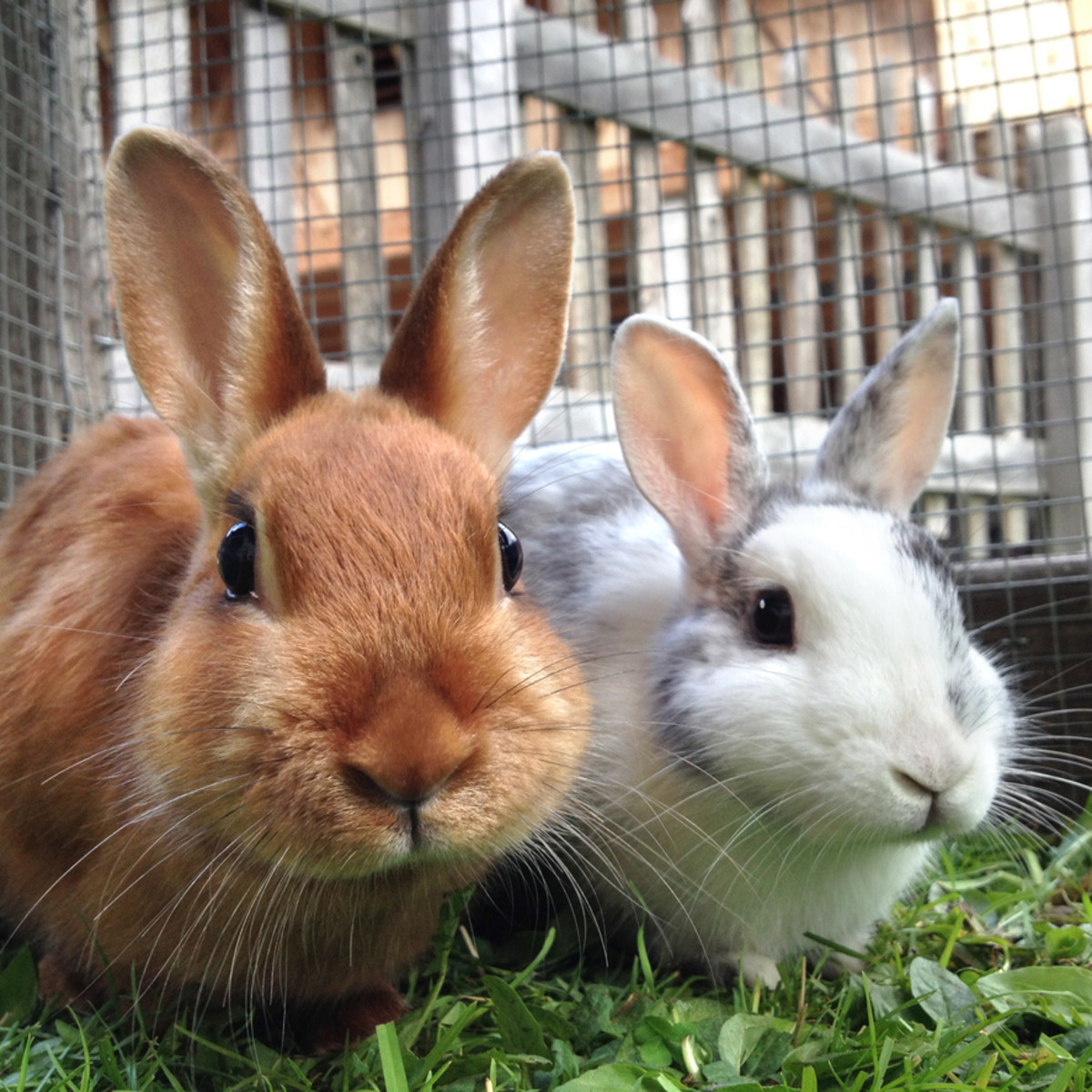 An application scenario or product detail of rabbit happiness - Image 5