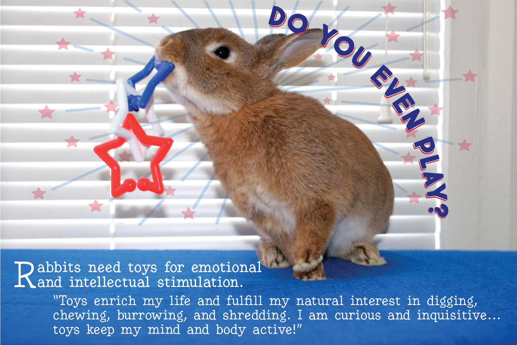 An application scenario or product detail of rabbit happiness - Image 12
