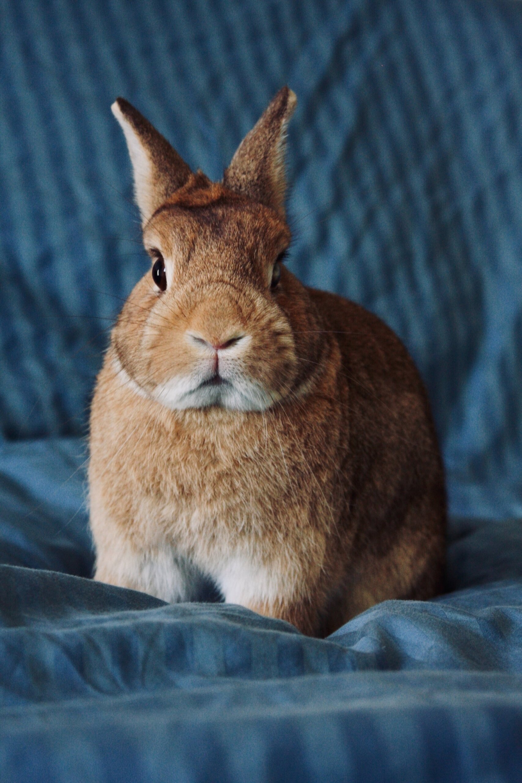 An application scenario or product detail of rabbit temperament - Image 1