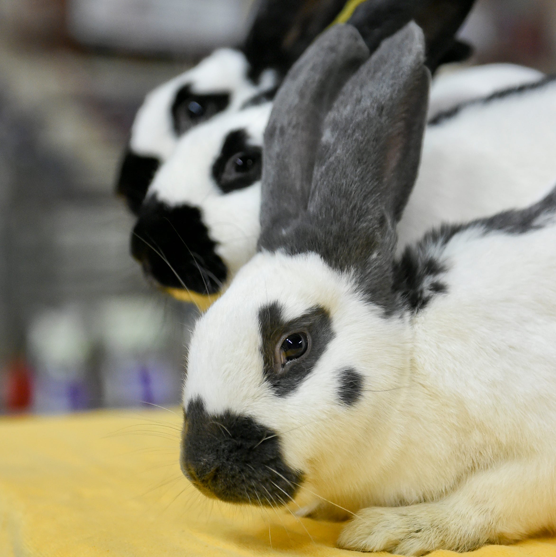 An application scenario or product detail of rabbit temperament - Image 5