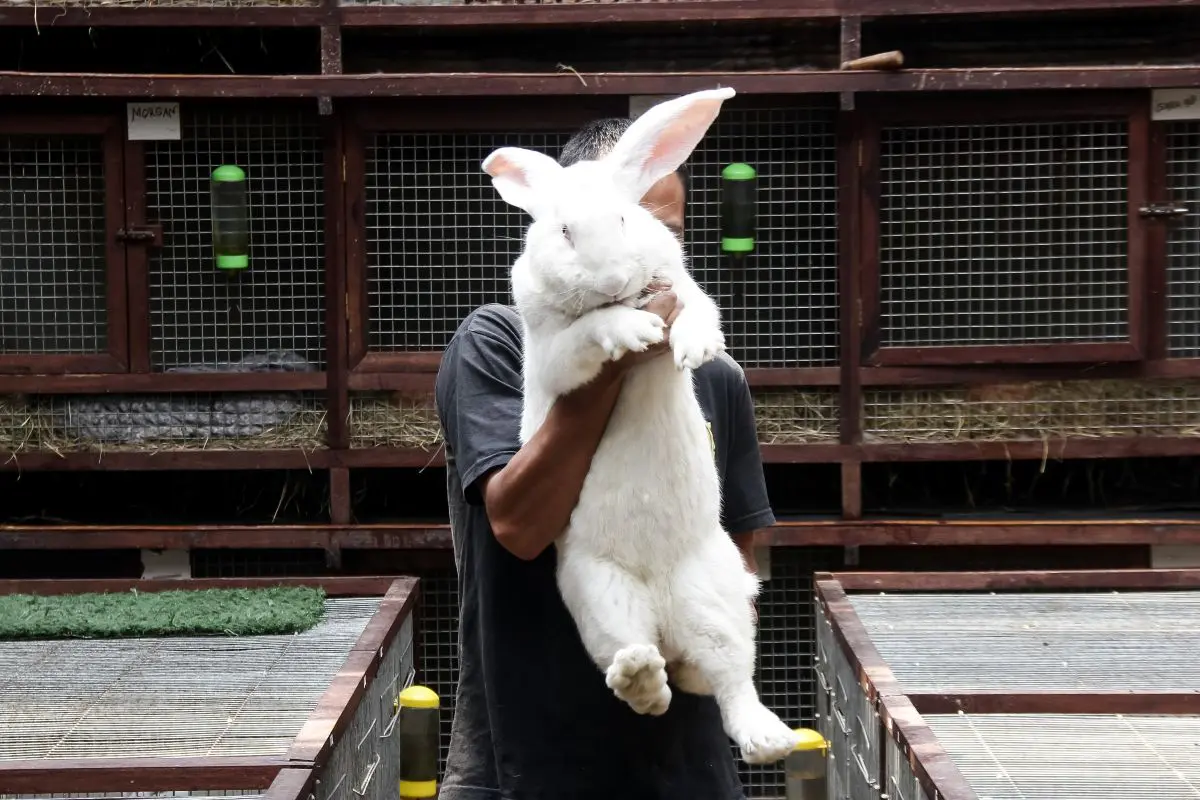 An application scenario or product detail of rabbit temperament - Image 6
