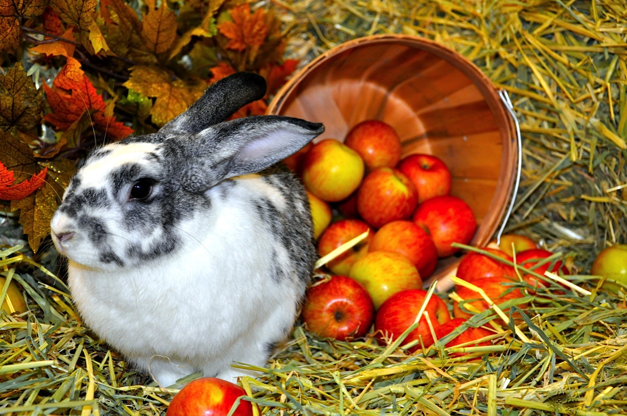 An application scenario or product detail of rabbit temperament - Image 8