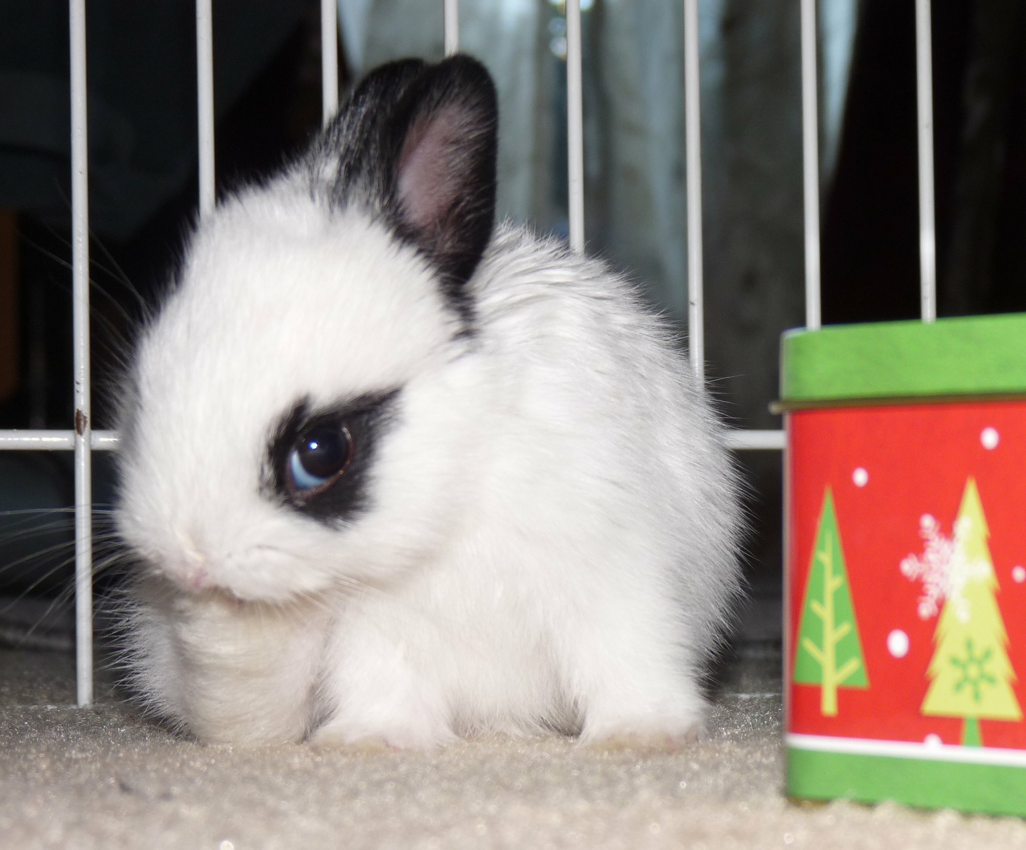 An application scenario or product detail of rabbit temperament - Image 10