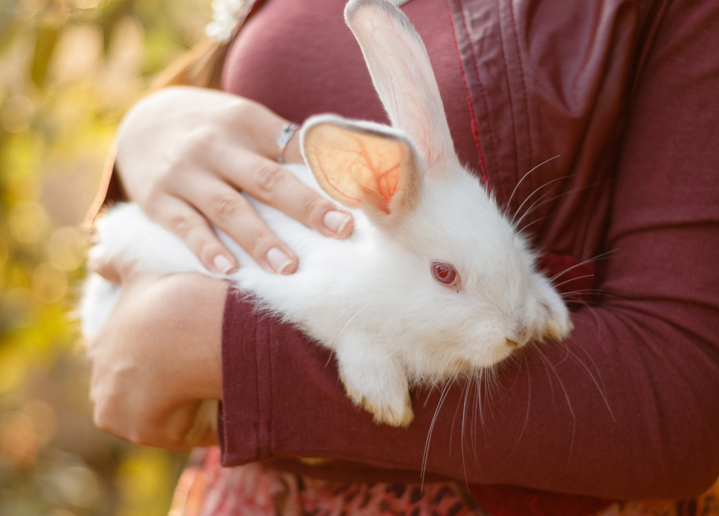 An application scenario or product detail of rabbit temperament - Image 15
