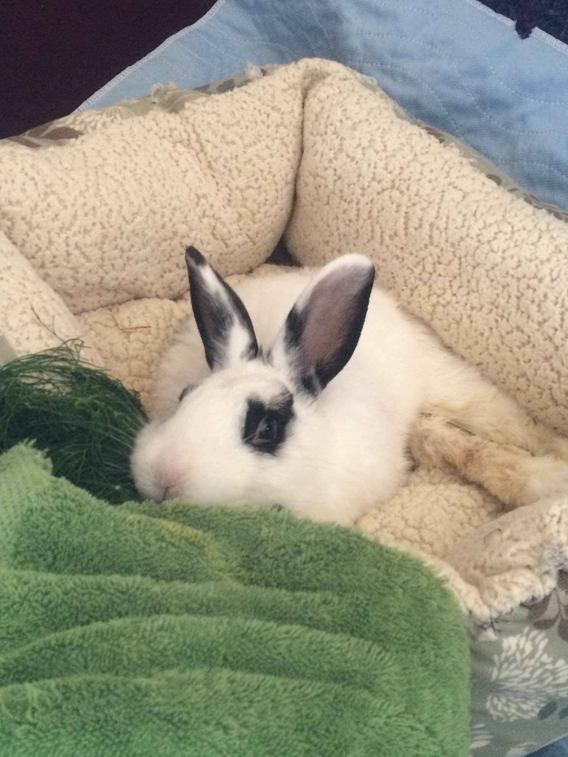 An application scenario or product detail of rabbit temperament - Image 16