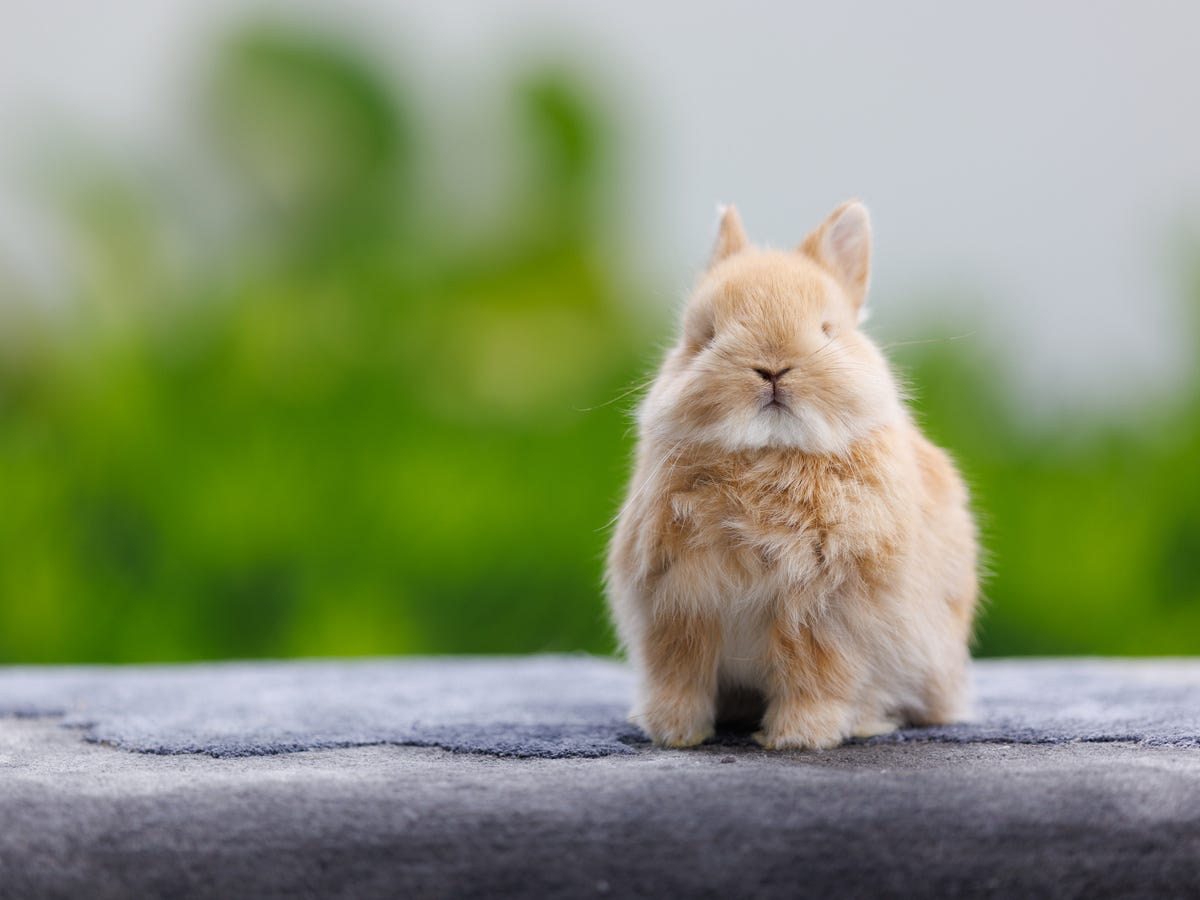 An application scenario or product detail of rabbit temperament - Image 19