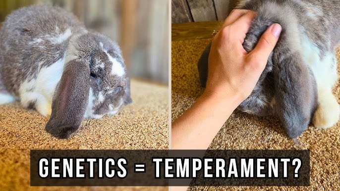 Featured image for the rabbit temperament guide