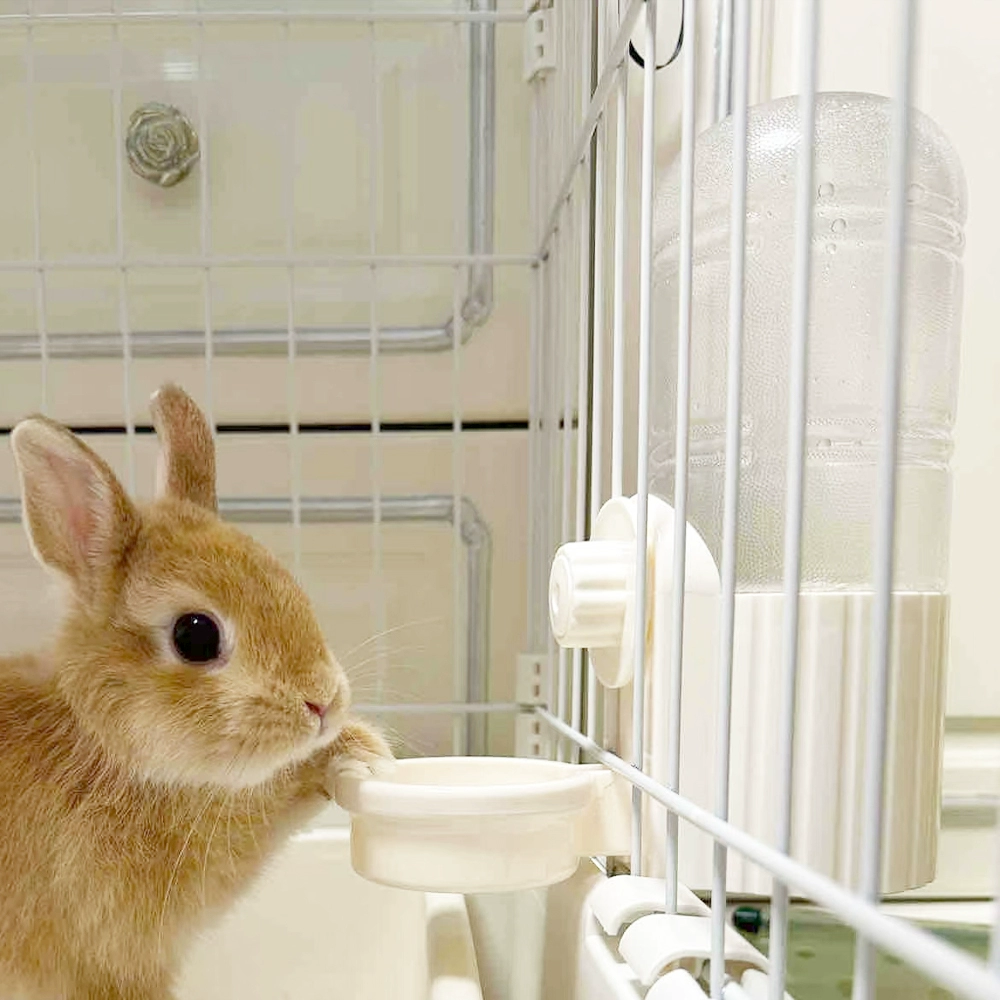 An application scenario or product detail of rabbit water fountain - Image 8