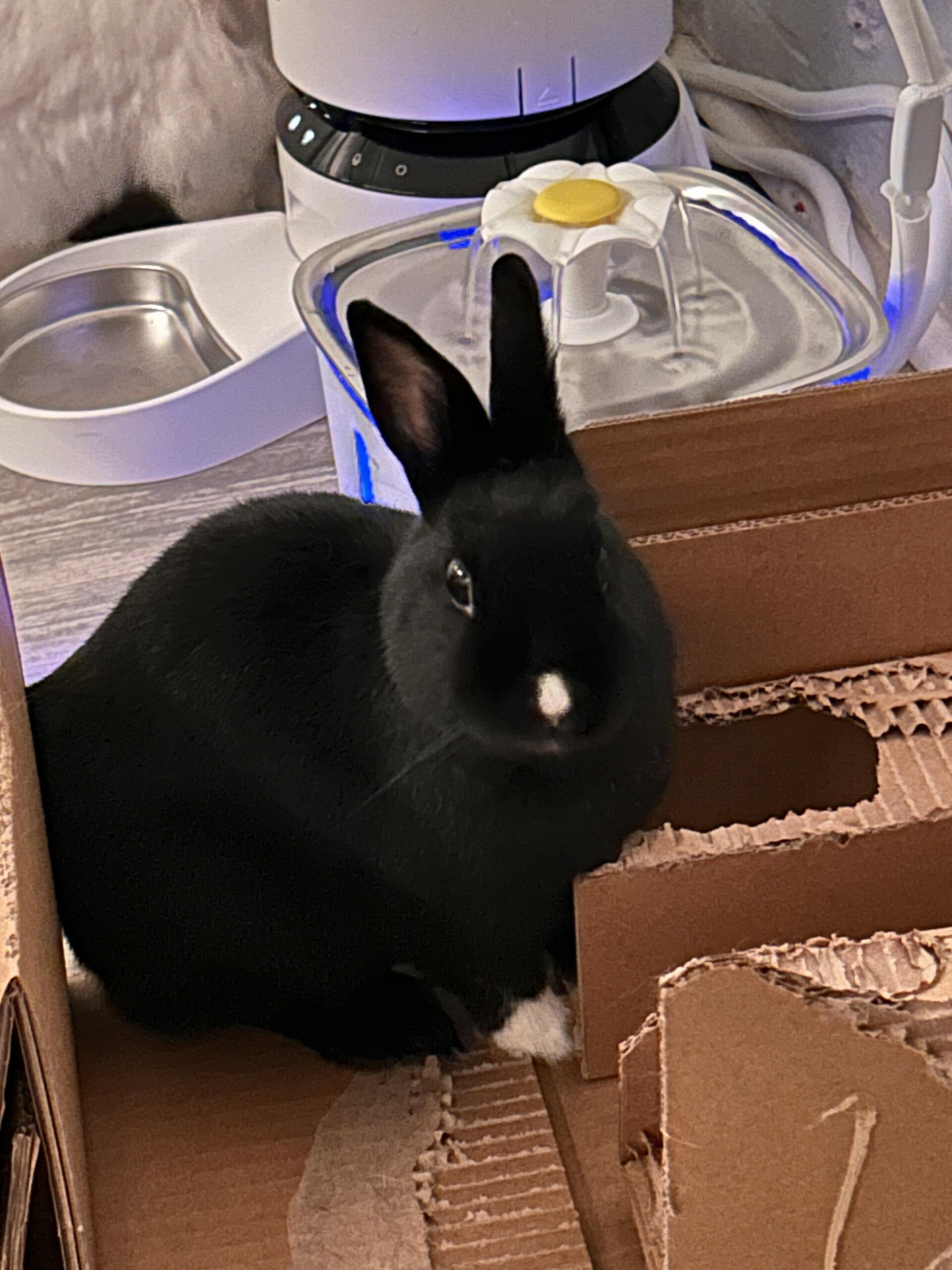 An application scenario or product detail of rabbit water fountain - Image 12