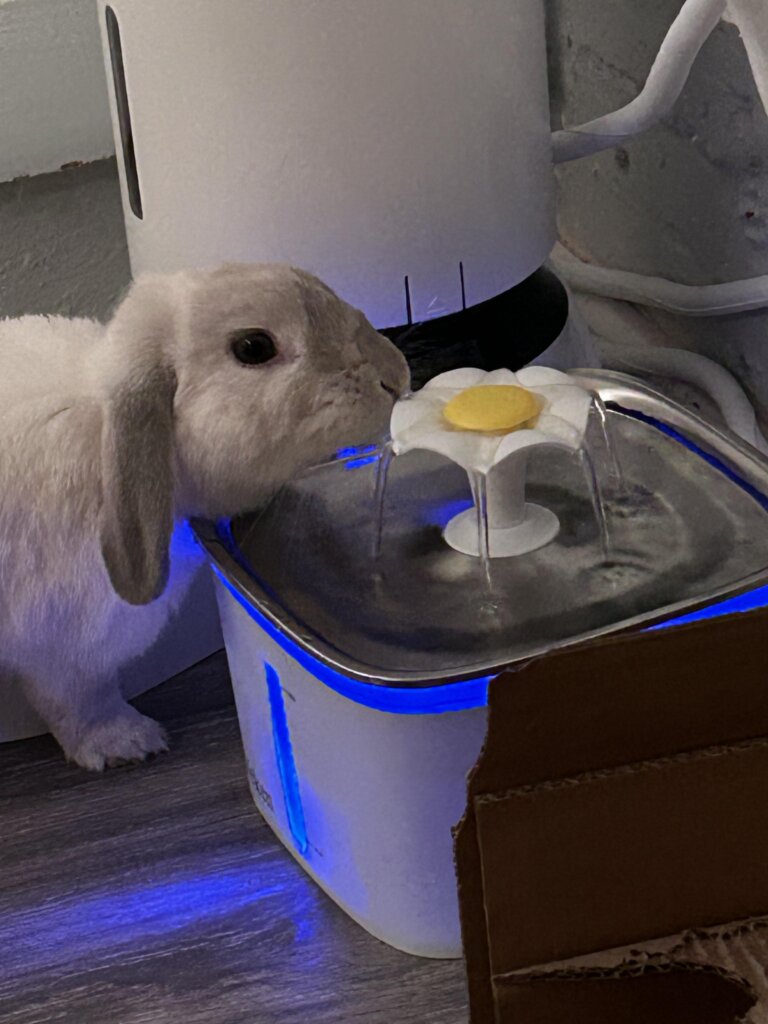 Featured image for the rabbit water fountain guide