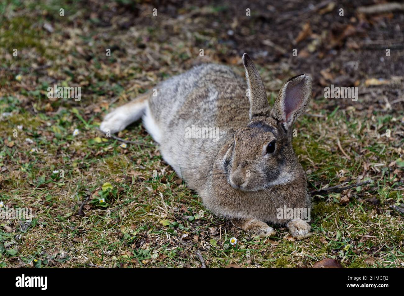 An application scenario or product detail of relaxed rabbit - Image 6