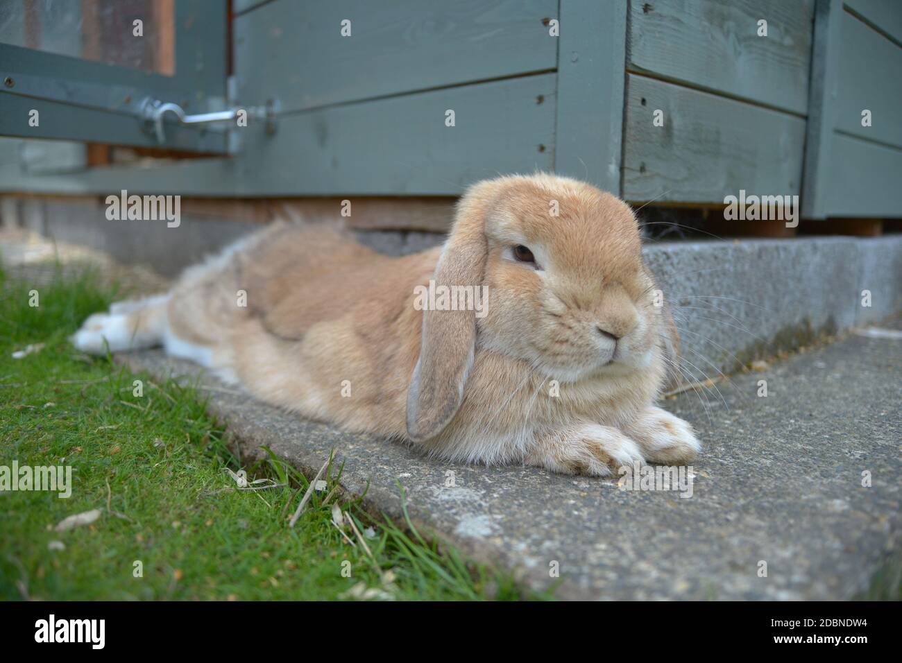 An application scenario or product detail of relaxed rabbit - Image 10