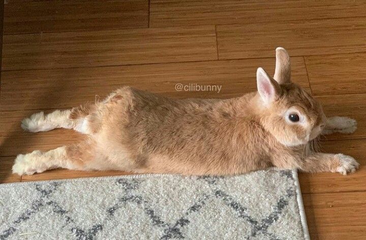 An application scenario or product detail of relaxed rabbit - Image 13