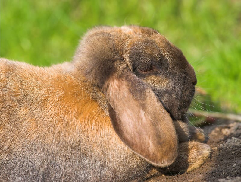 An application scenario or product detail of relaxed rabbit - Image 15