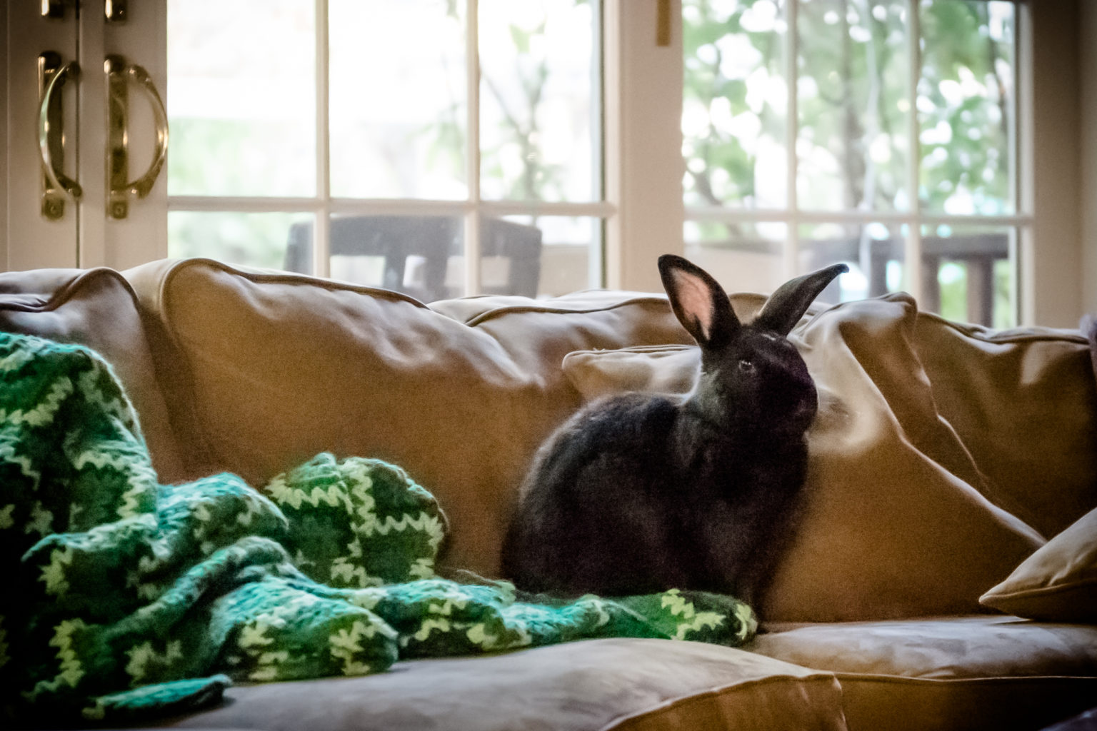 An application scenario or product detail of relaxed rabbit - Image 17