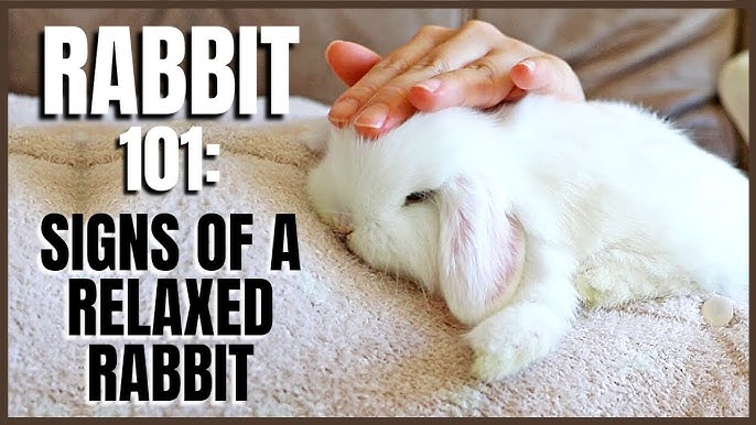 Featured image for the relaxed rabbit guide