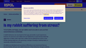 RSPCA - Rabbit Care Essentials