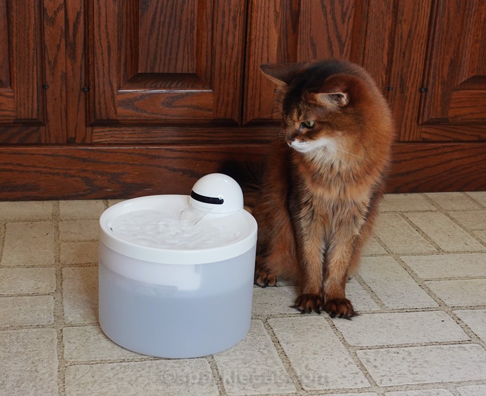 An application scenario or product detail of running water bowl cats - Image 15