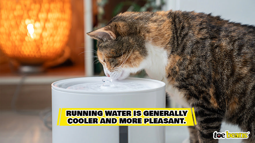 An application scenario or product detail of running water bowl cats - Image 16