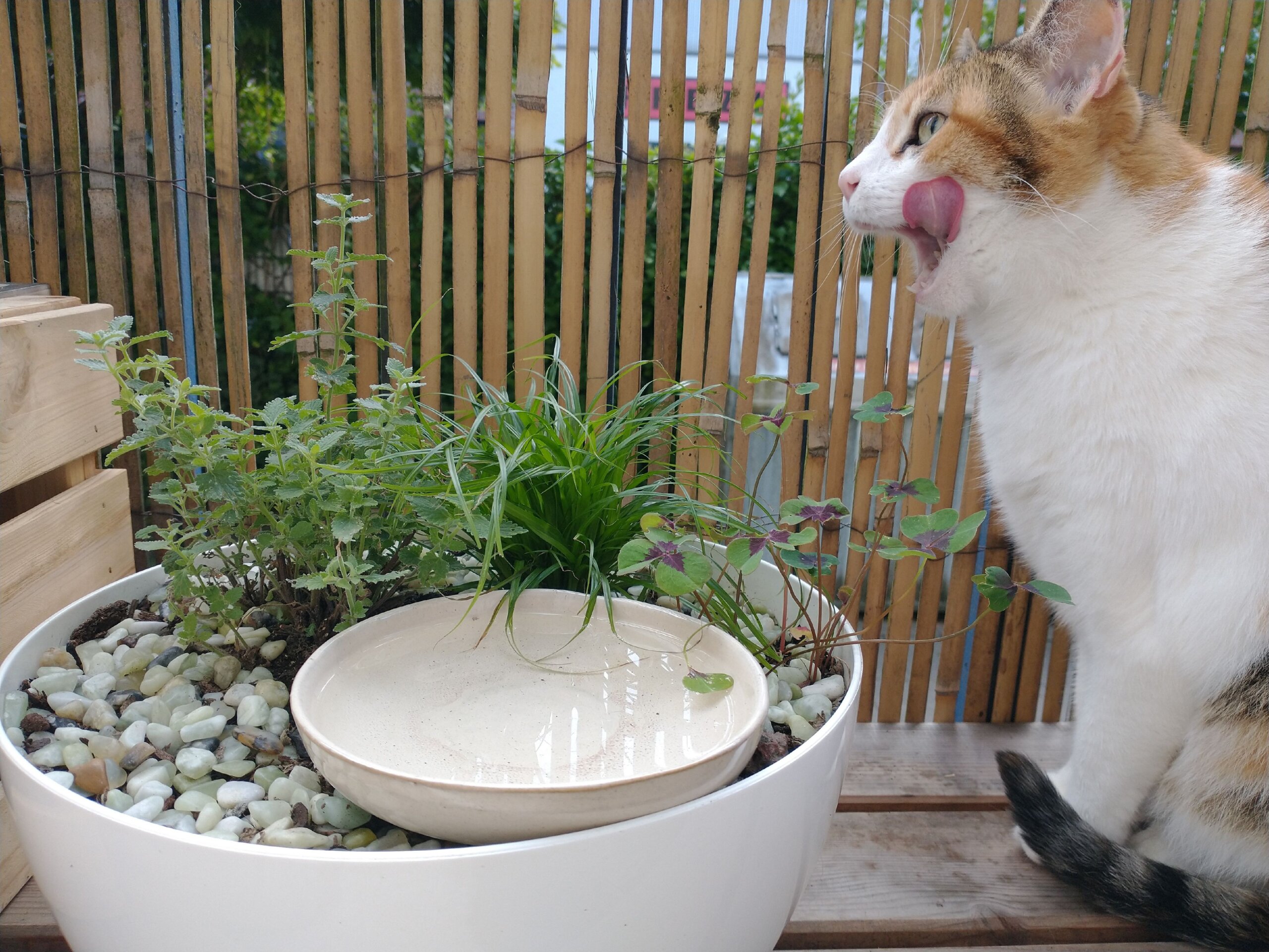 An application scenario or product detail of running water bowl cats - Image 20