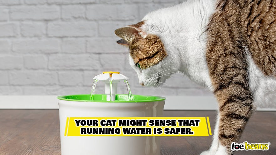 An application scenario or product detail of running water bowl cats - Image 21