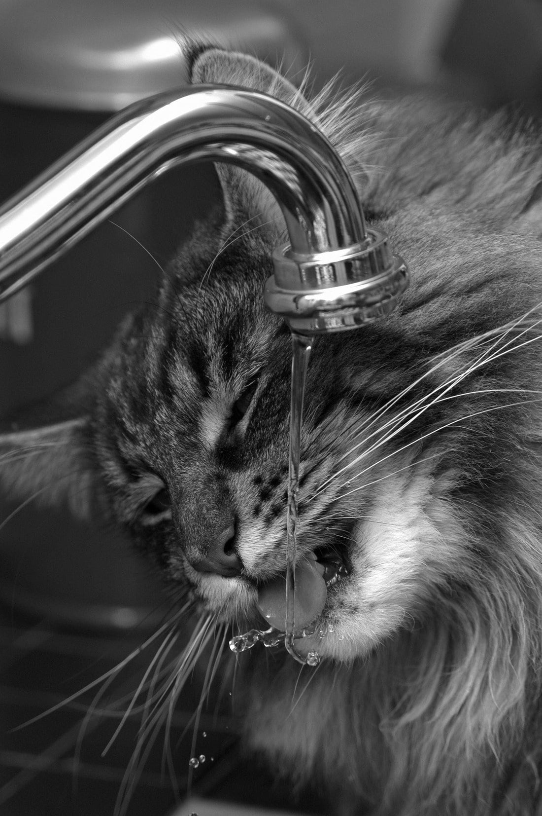 An application scenario or product detail of running water cat drinking fountain - Image 24