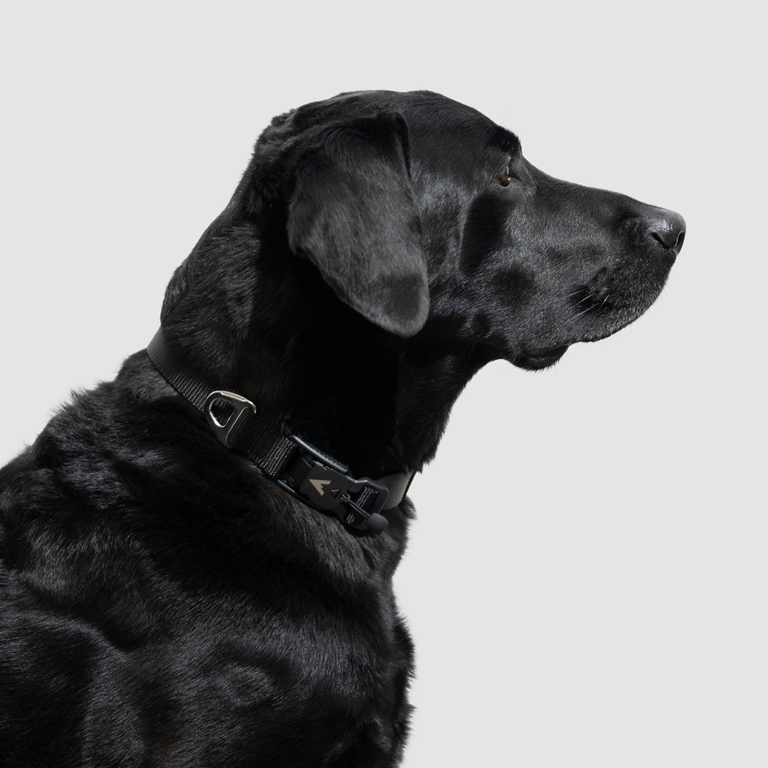 An application scenario or product detail of safest collar for dogs - Image 14