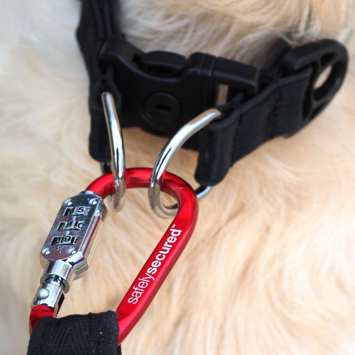 An application scenario or product detail of safest collar for dogs - Image 16