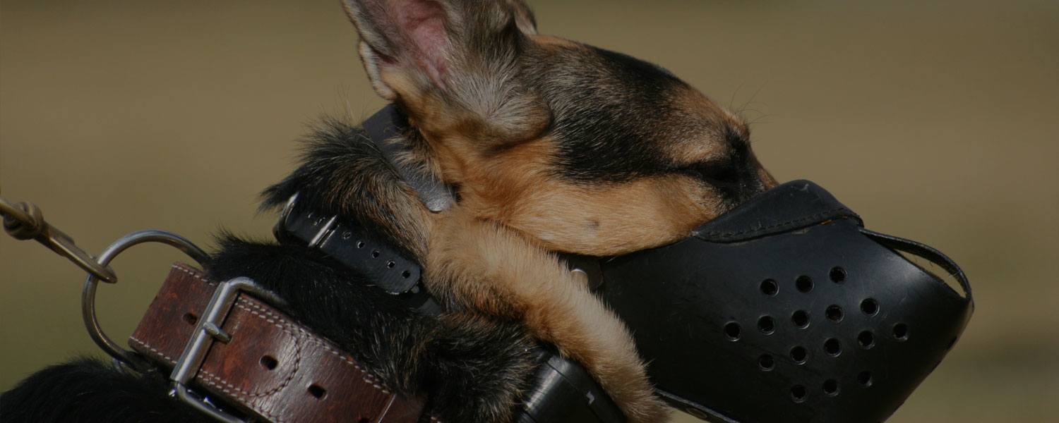 An application scenario or product detail of safest collar for dogs - Image 19