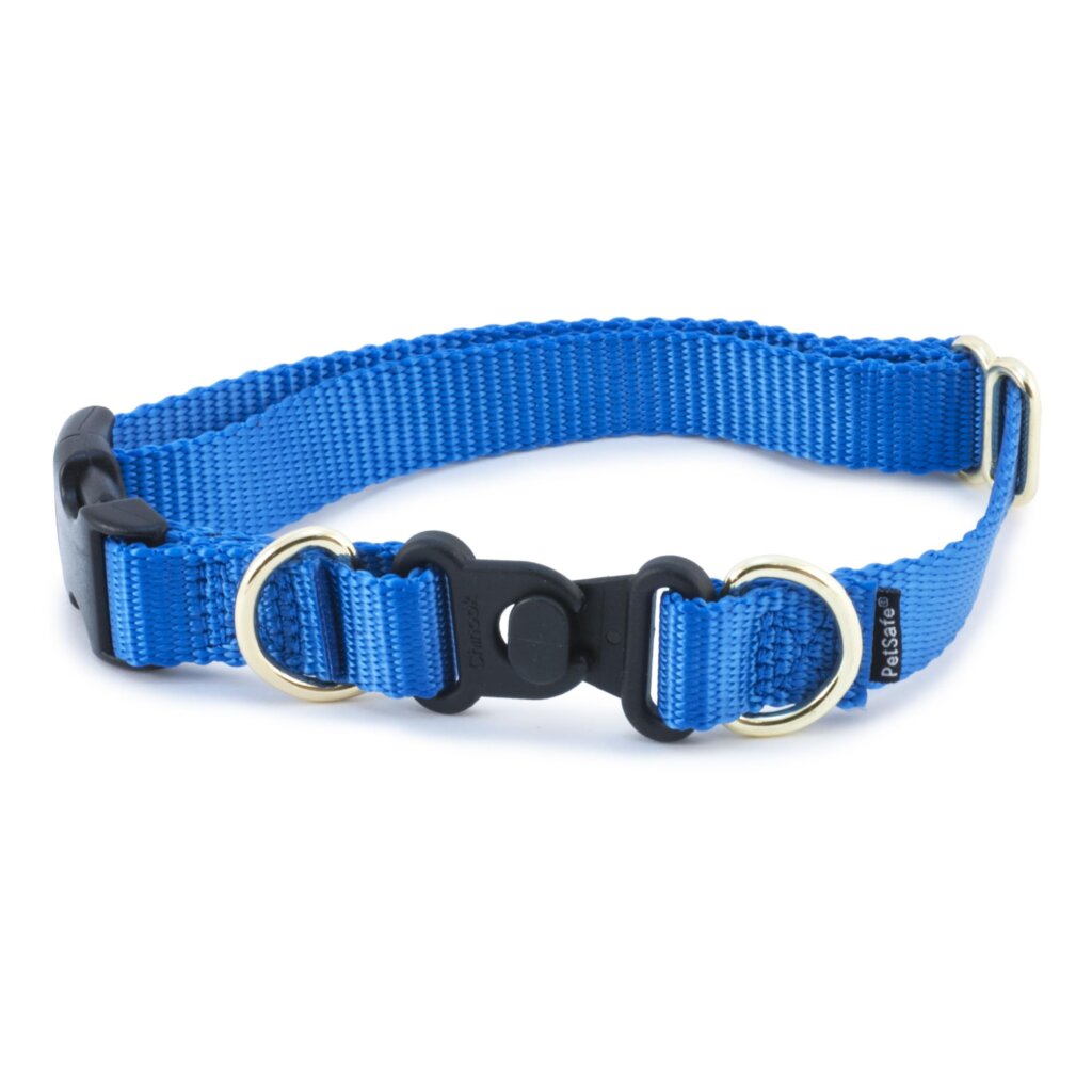 Featured image for the safest collar for dogs guide