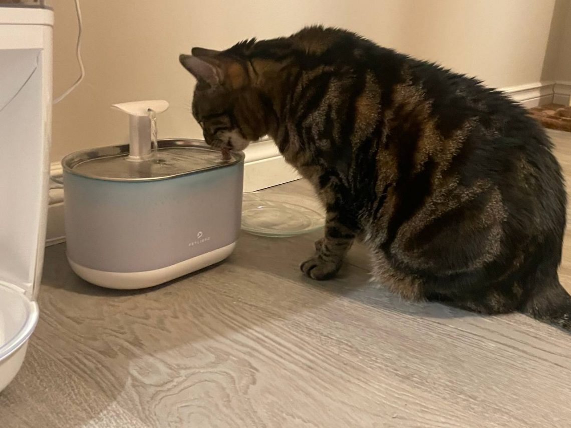 An application scenario or product detail of self cleaning cat water fountain - Image 20