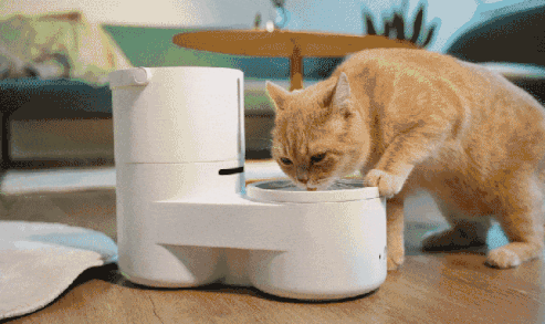 An application scenario or product detail of self cleaning water bowl for cats - Image 10
