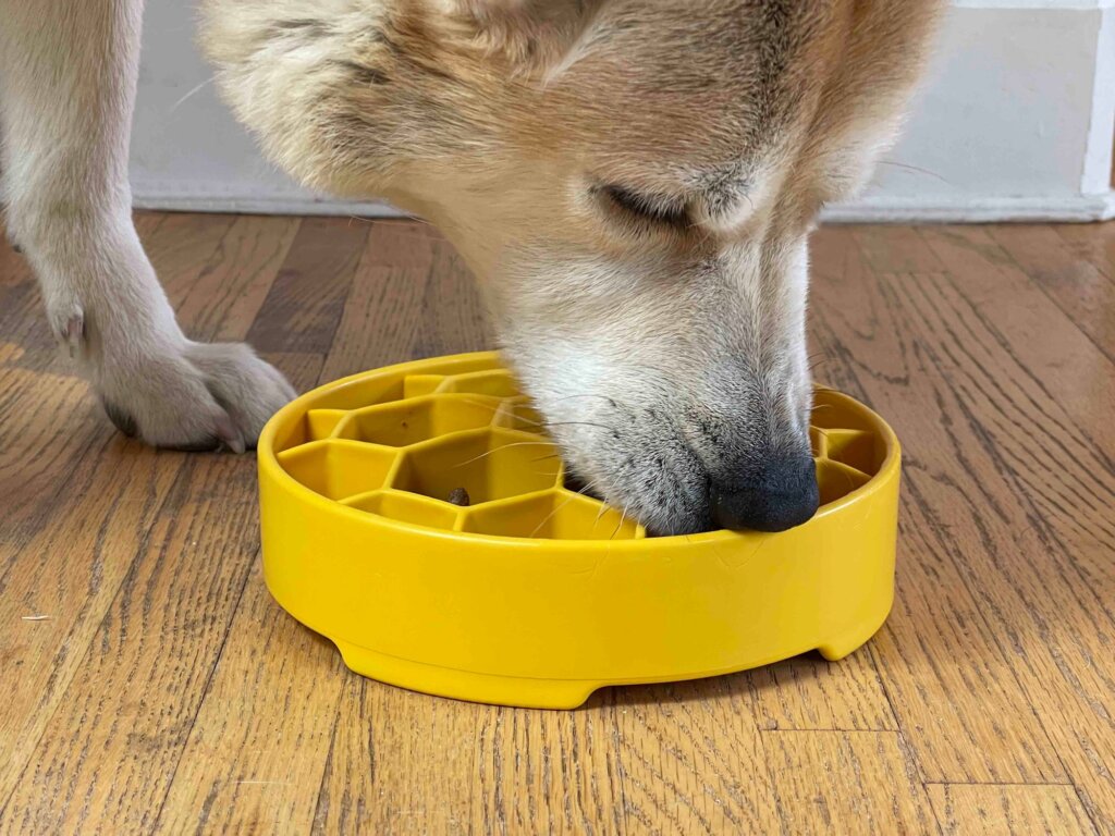Featured image for the self feed dog bowls guide
