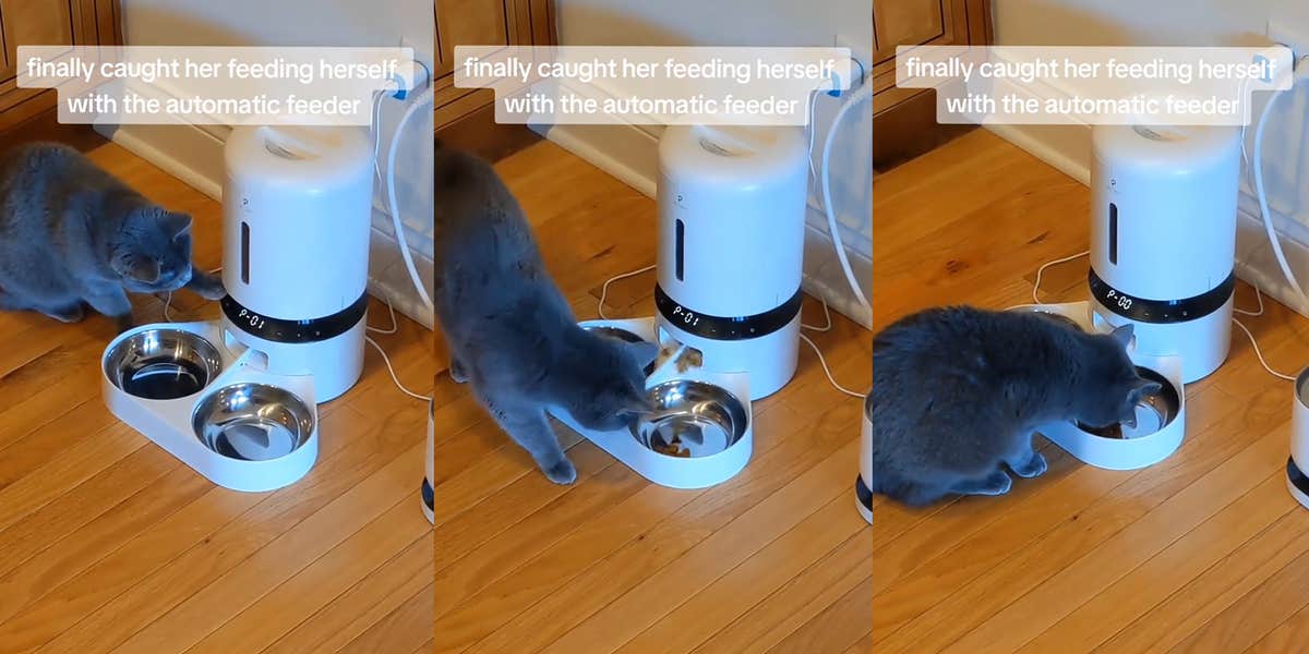 An application scenario or product detail of self feeder cat - Image 8