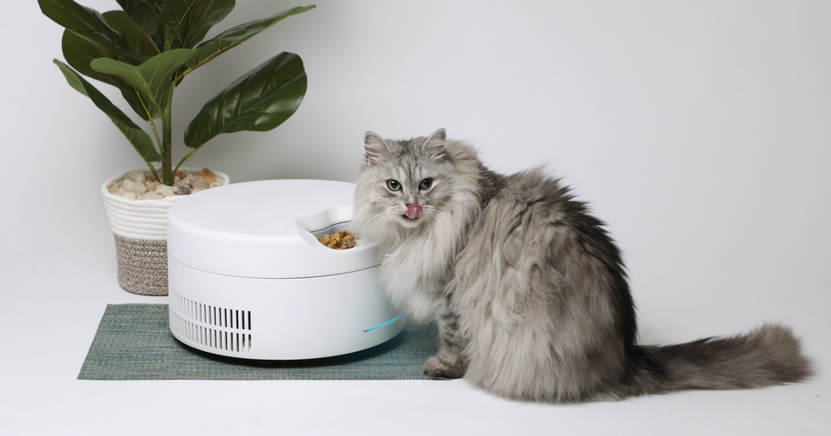 An application scenario or product detail of self feeder cat - Image 22